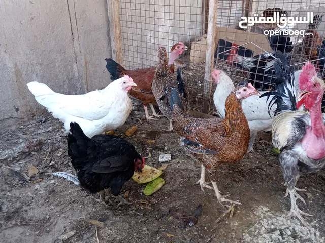 دجاج عرب و ابو ركيبة امايات و مخاليف متوفر كل الاعمار و الالوان و متوفر ديوجة شسميه و ديوجة كويتيات