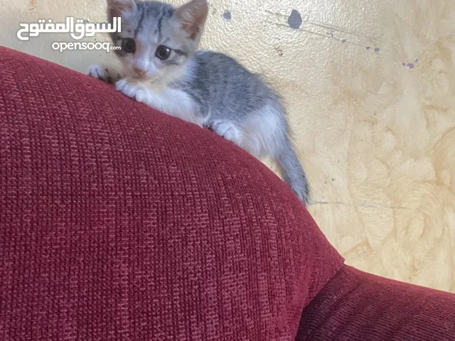 قطط للتبني هجين