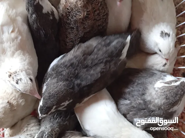 سمان بياض البيع