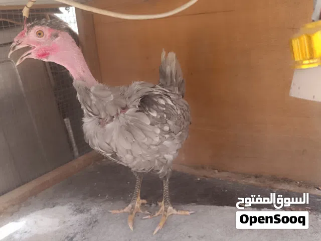 دجاجتين للبيع اقره الوصف