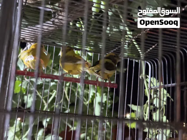عصافير كناري  عدد 7 3 ذكور  4 اناث
