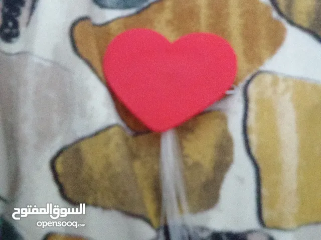 قلب احمر جميل