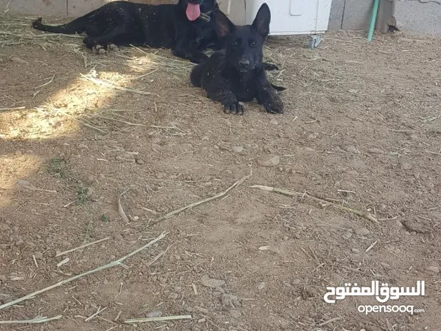 كلبه مالينو بلاك شرط شراسه وذكاء وحراسه