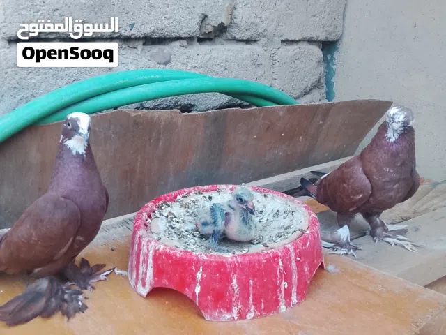 السلام عليكم حمام احمر بغدادي وياهن فرخهن