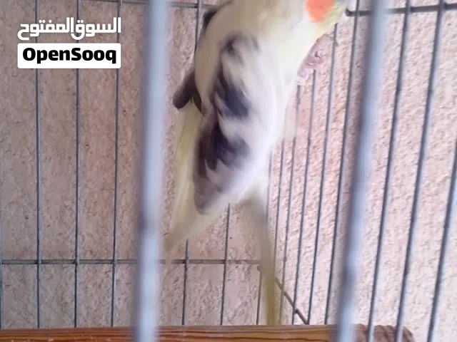 جوز كروان كوكتيل