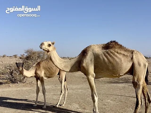 للبيع ناقه تحتها قعود
