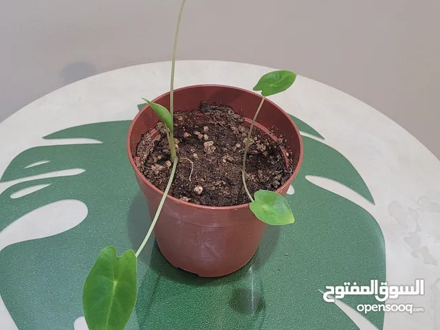 نبات داخلي جميل جدا و سهل العناية For sale baby of Alocasia Frederick 6 bd
