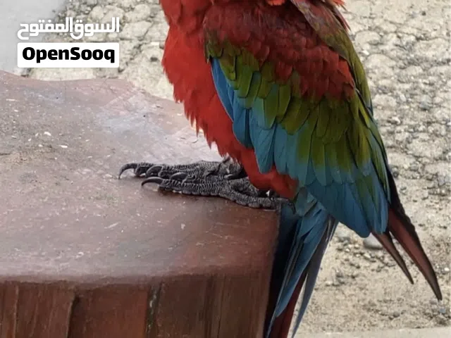 مصورة إعلانات ومنتجات  لمحتوى جذّاب واحترافي