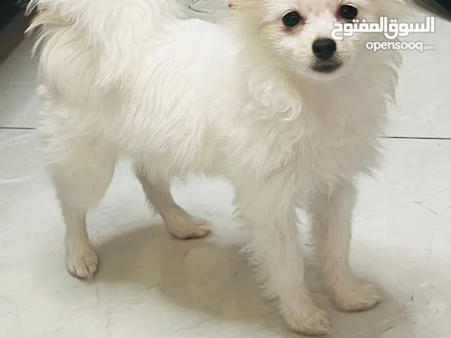 Pomeranian Female 6 Months