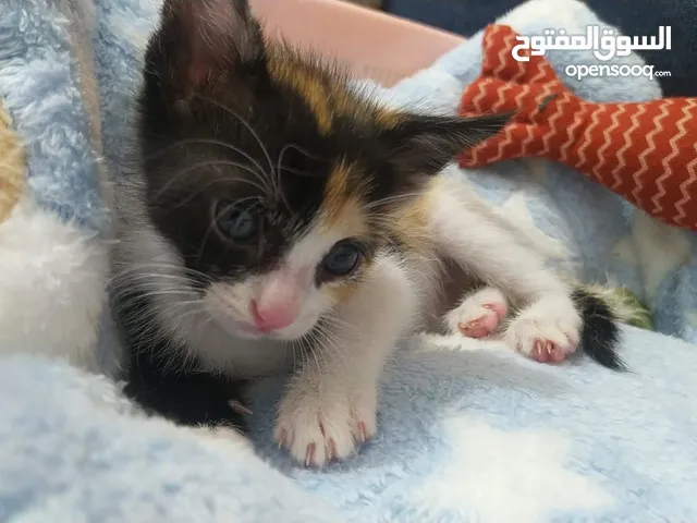 Calico Kitten for Adoption.
