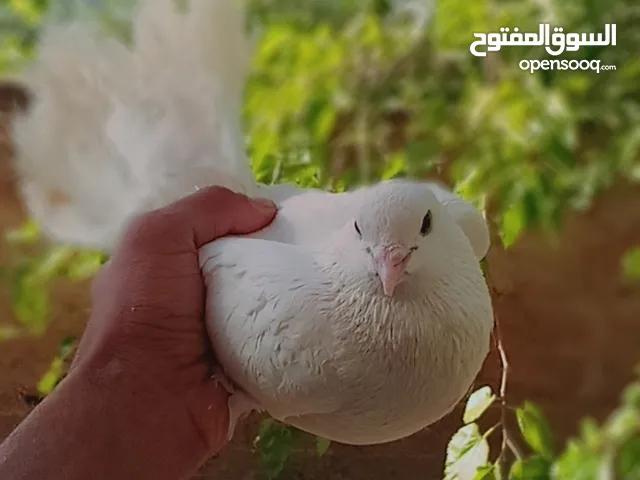 حمام زينه للبيع "هزاز" لون ابيض شغالات الرجاء قراءة الاعلان جيداً