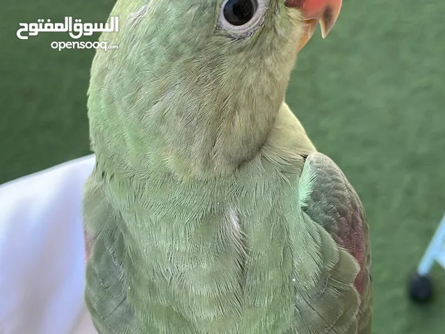 ببغاء الدره النيبالي