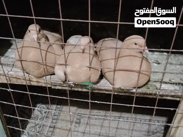 حمام فرنسي أصفر فل كلر