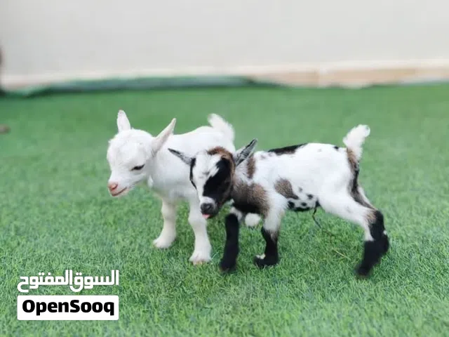 ماعز قزمي بلجيكي للبيع