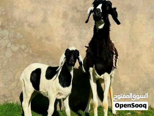 حوليا اول ميلاد والده حوليا مشالله