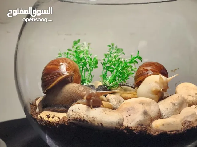 حلزون افريقي(البينو) تايغر ونورمال  بعمر السنة قادر على انتاج البيض وبعمر التسع أشهر