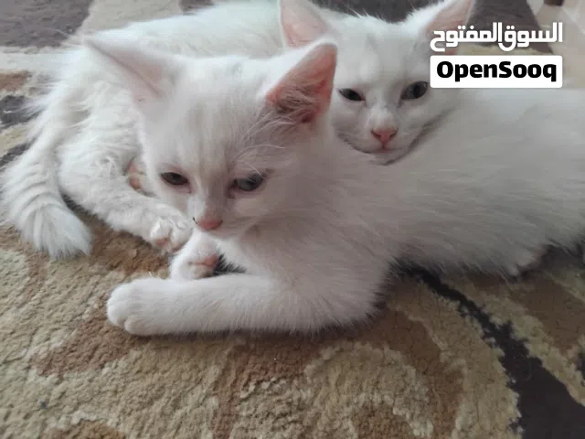 قطتين ذكر وأنثى شيرازي والعمر شهرين