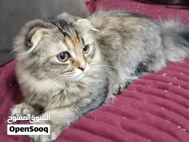 قطين سكوتش