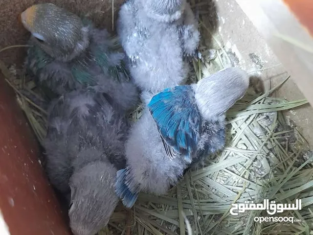 افراخ غندور فيشر زق العدد 5