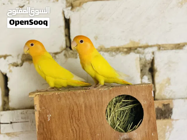 كوبيه اورنج لفه حمره كيف باديه في ادحي ومعها فرخها مروض