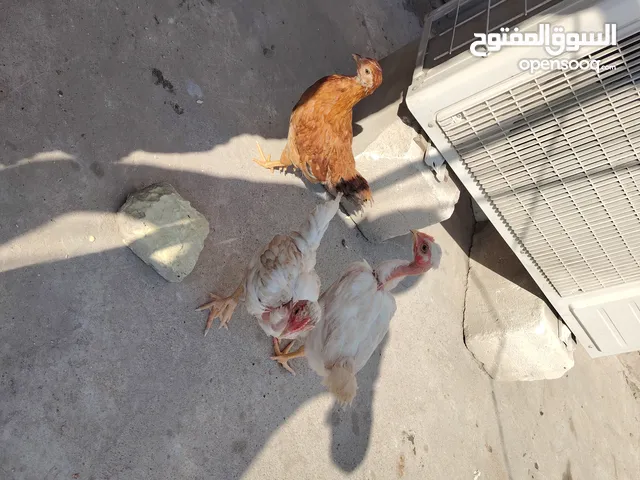 كتاكيت زوجين العمر 3 اشهر