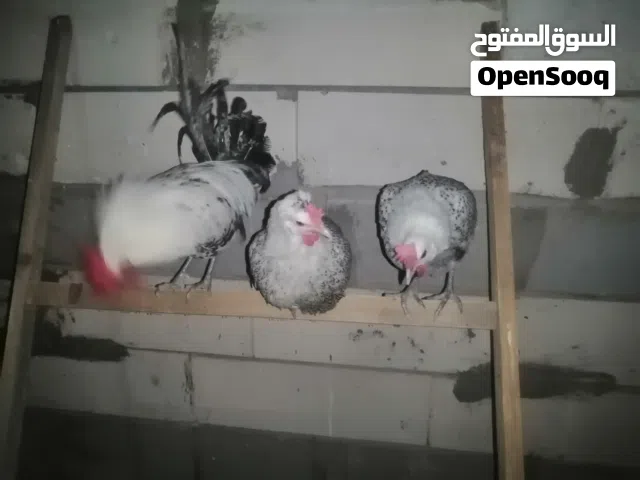 فيومي مصري