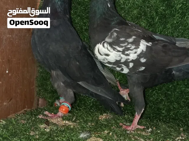 جوز كشامرة ثوب مسكر + طيرتين كشامرة