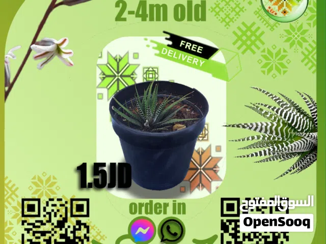 شتلات صبار مخطط(zebra cactus)