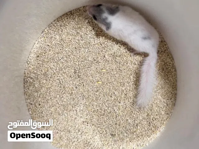 Dormouse..