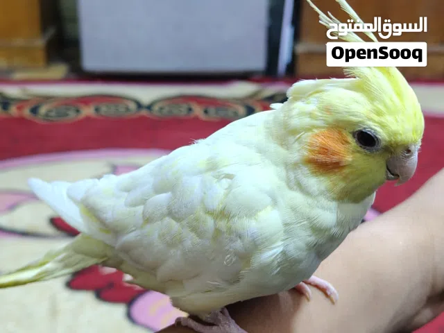 كوكتيل اليف للبيع