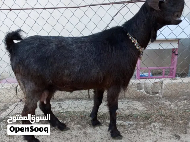 عنز توووووووب درار