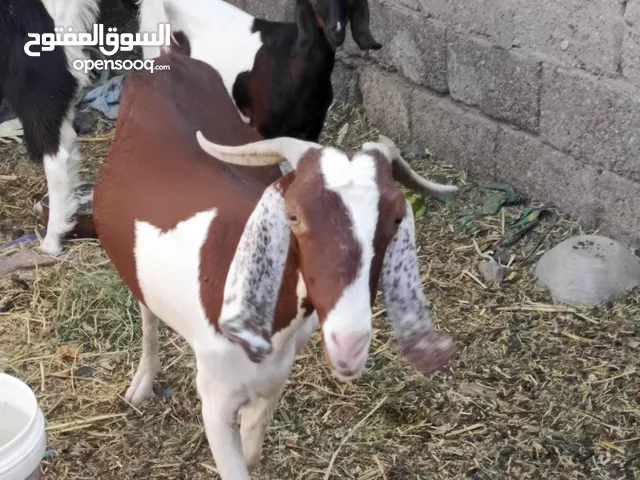 صخله البيع درجه اولى ورآها ثنين نثيه وفحل ثاني بطن سعر 600