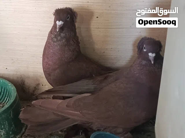 حمام راعب للبيع  وبي مجال للطيبين بلخدمه تدللون حمام نضيف وحلو وكلاشه حلو تجي وتشوف
