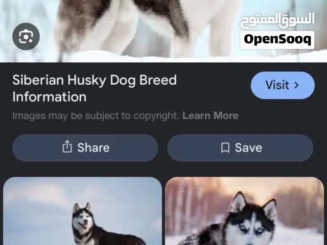 مطلوب كلب هاسكي او جيرمن ذكر من 4 إلى 8 اشهر