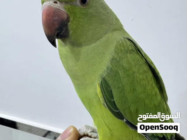 فحل درة اليف عمر 8 اشهر