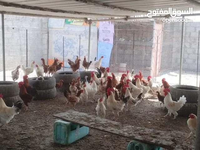 دجاج عماني اقرأ وصف الاعلان