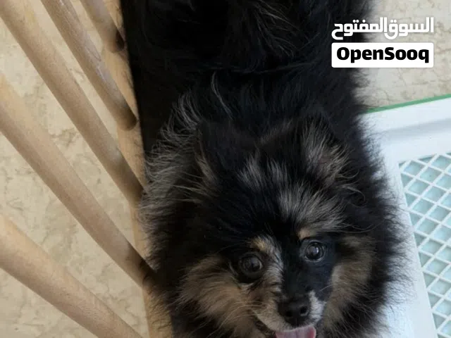 بوميرينيان للبيع