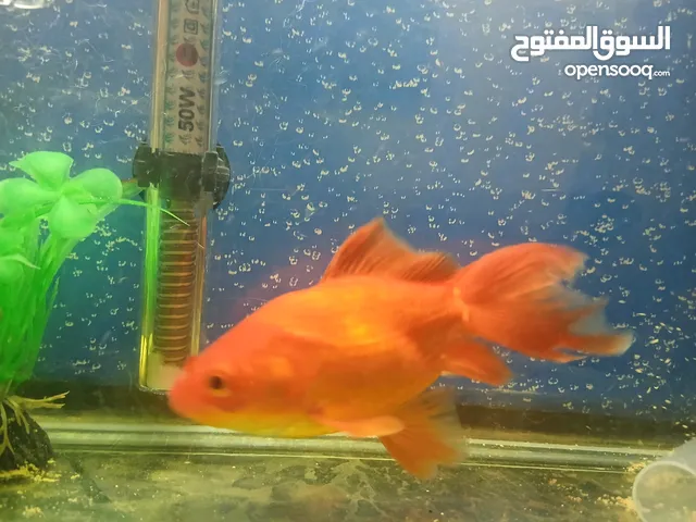 دكرسمكة قولد فش