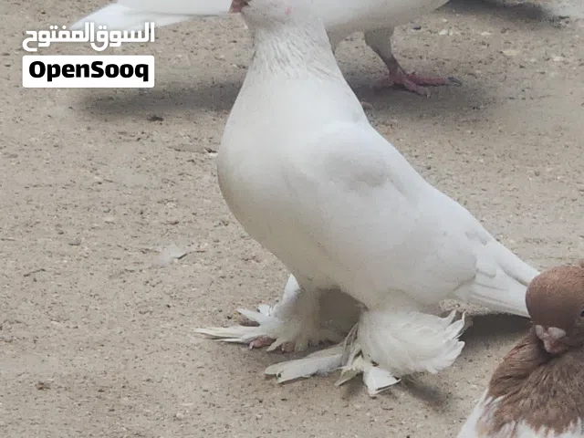 متاح زوج كمبك اصلم نجفي اصلي الطيره خط اول