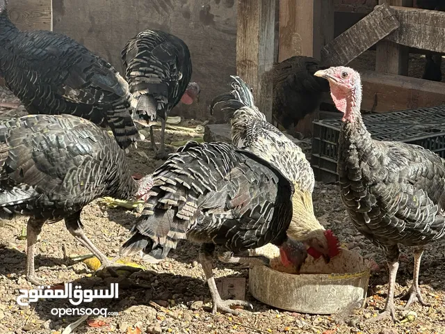 رومي للبيع