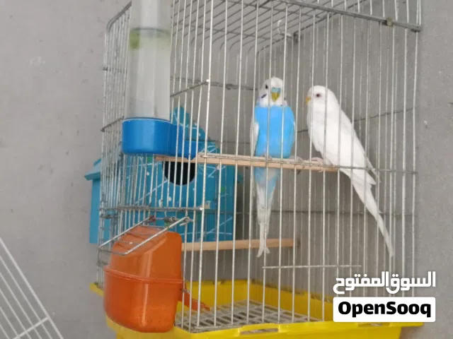 كوبية بقالينو بالقفص