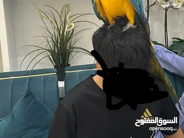 Macau parrot