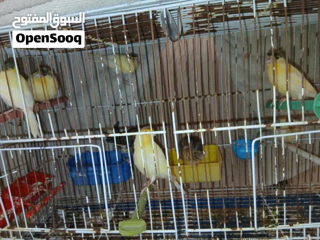 كناري للبيع العمر 3 شهور الوان جميله 9 فروخ الطرف على80  اقرو الوصف