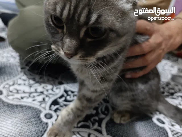 قط للتبني كتير لطيف