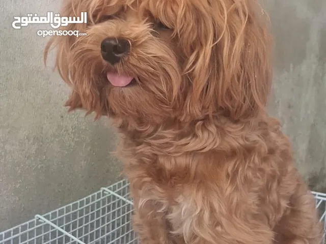 toy poodle always clean