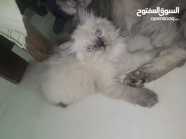 قطه هملايا العمر شهرين