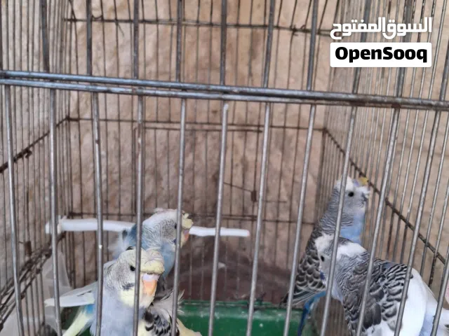 جوز حب رينبو بايض 4 بيضات جوز بالصلاه على نبي