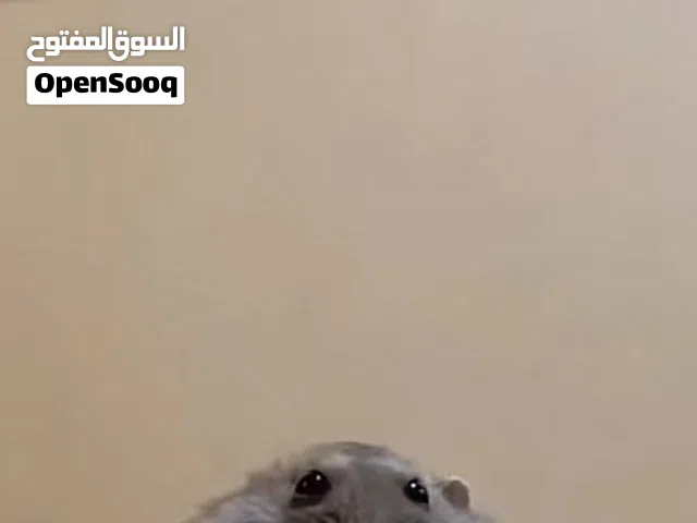 بيع هامستر روسي