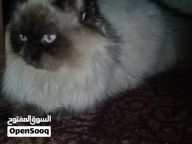 قطه هملايا جميله وهادية