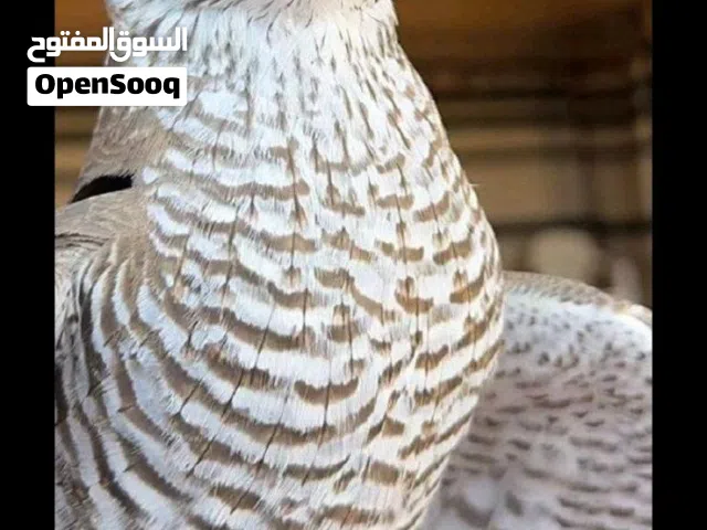 السلام عليكم ورحمة الله وبركاته